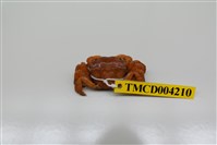 藏品(肉球近方蟹)的圖片